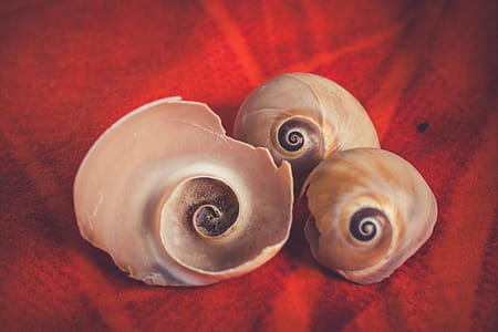 Seashells thumbnail