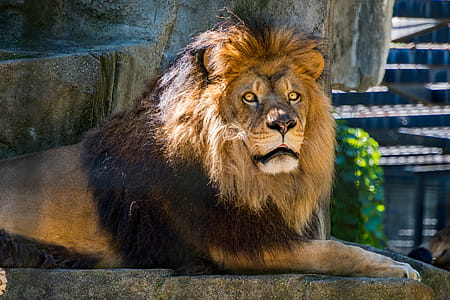 Photography of Lion thumbnail