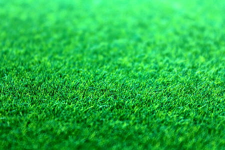nature, field, grass, lawn thumbnail