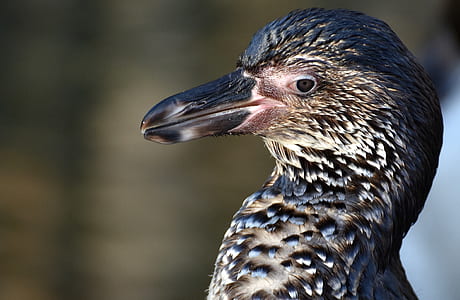 gray and black bird thumbnail
