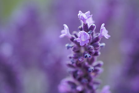 Macro Shot Photography of Lavender thumbnail