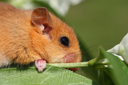 selective focus photography of chinchilla on green leaf thumbnail