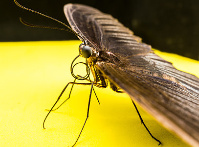 Butterfly, Insect thumbnail