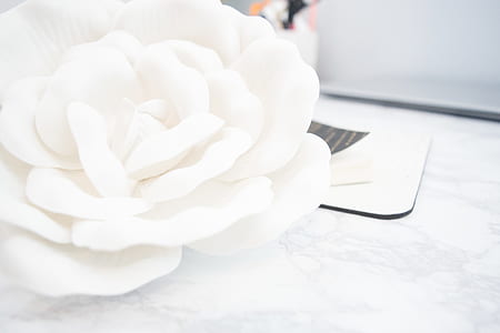 petals, blur, white, flower thumbnail