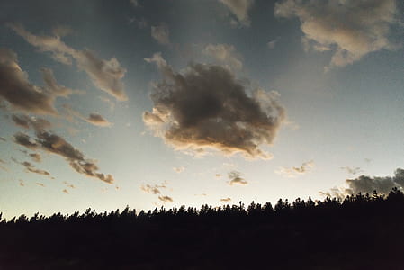 silhouette photo of tree under blue sky at daytime thumbnail