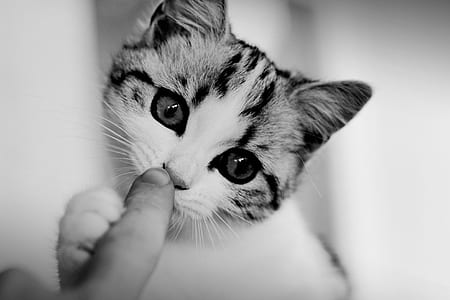 gray scale photo of kitten thumbnail
