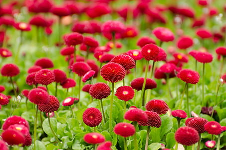 flowers, bloom, blossom, flora thumbnail