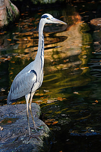 white and black crane on gray rock thumbnail