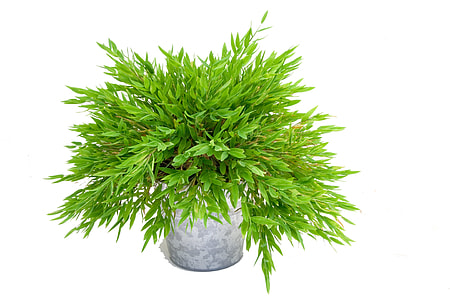 green plant on gray vase thumbnail