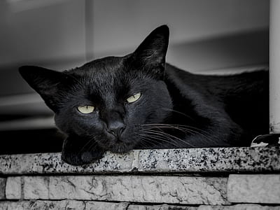 black cat lying on gray brick wall thumbnail