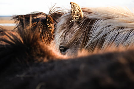close up photography of brown horse thumbnail