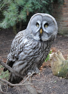 gray owl on branch thumbnail