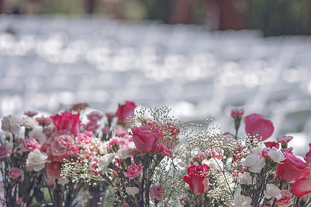 photo of white-and-pink roses thumbnail