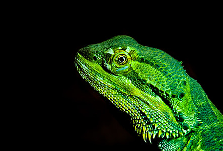 green Iguana close up photo thumbnail