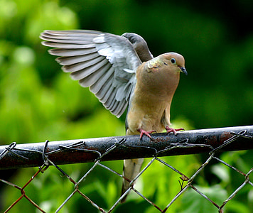 close-up photography brown bird on black metal rod thumbnail