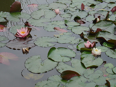 Aquatic Plant, Pink Water Lily thumbnail