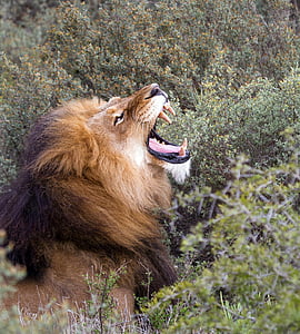 lion crawling during daytime thumbnail