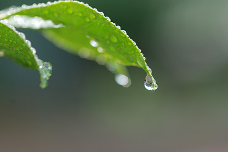 macro photography of dew thumbnail