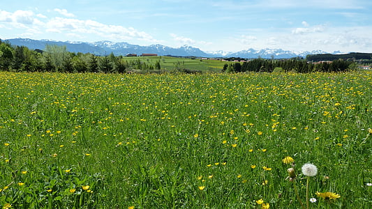 yellow petaled flower field thumbnail