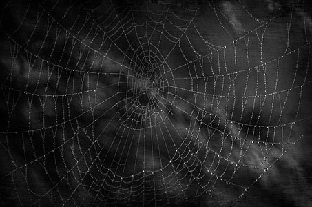 spider web with morning dew photography thumbnail