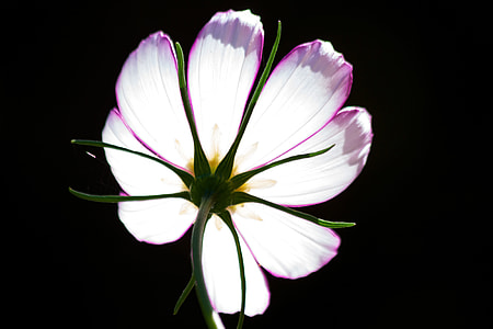 Cosmos, Como Bipinnatus thumbnail