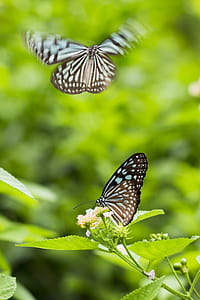 Butterflies Perched on Flower thumbnail
