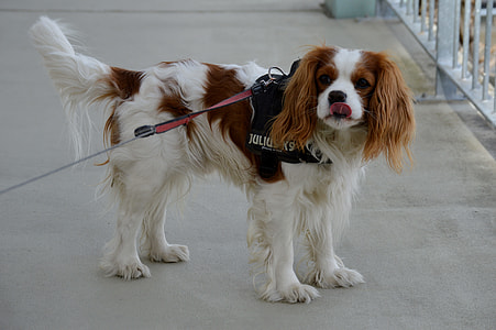 Dog, Cavalier King Charles Spaniel thumbnail