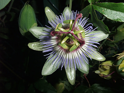Passion Flower, Medicinal Herb thumbnail