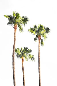 three green leafed trees thumbnail