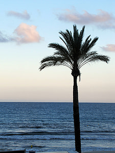 palm tree on beach thumbnail