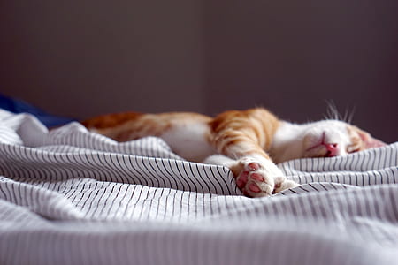 orange tabby cat on bed thumbnail