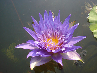 close-up photography of purple petaled flower thumbnail