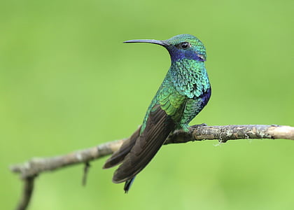 macro photography of hummingbird on twig thumbnail