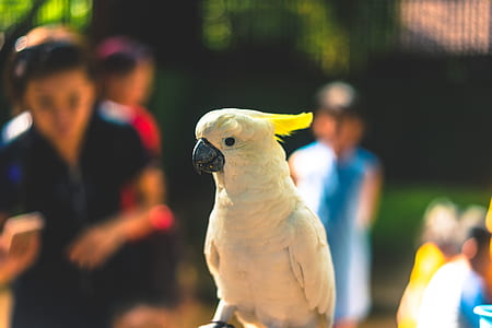 Close Up Photography of Yellow Parrot thumbnail