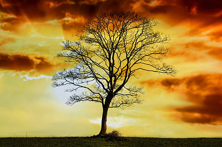 Silhouette of bare tree during sun set thumbnail