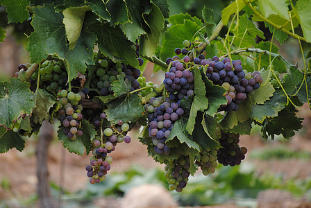 photo of red grapes thumbnail