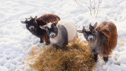 two brown and one white goat beside hay on snow thumbnail