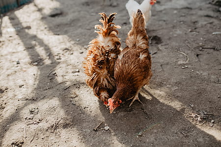 Farm chicken eating seeds thumbnail