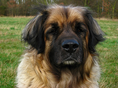adult black and brown Caucasian shepherd thumbnail