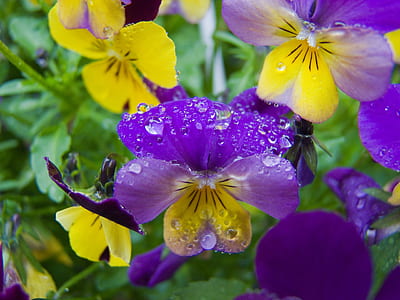 close-up photography of fancy flowers thumbnail