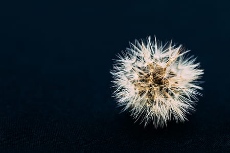 white dandelion with black background thumbnail