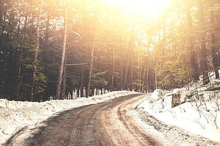 landscape photo of road between trees thumbnail