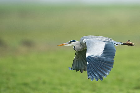 white bird flting thumbnail