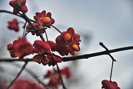red flowers on tree thumbnail