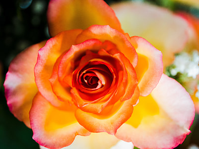 close up photo of pink Rose flower thumbnail