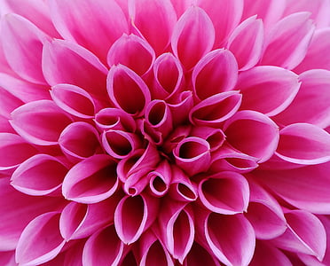 closeup photo pink petaled flower thumbnail