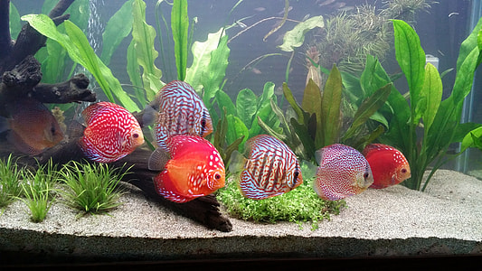 seven red and grey fish inside the aquarium thumbnail