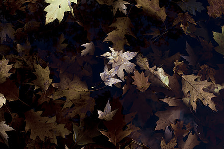 closeup photo of dried maple leaves thumbnail