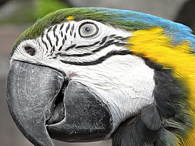 close up photo of blue-and-yellow macaw thumbnail
