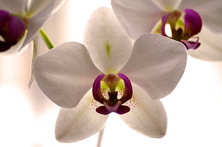 selective focus photography of white-and-purple moth orchid flowers thumbnail